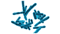 (Lactobacillus Acidophilus)
🦠 Probióticos